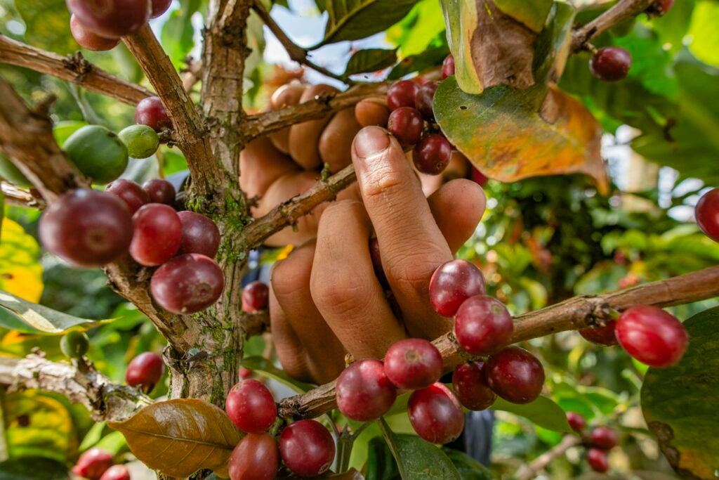 Manos sosteniendo cerezas de café