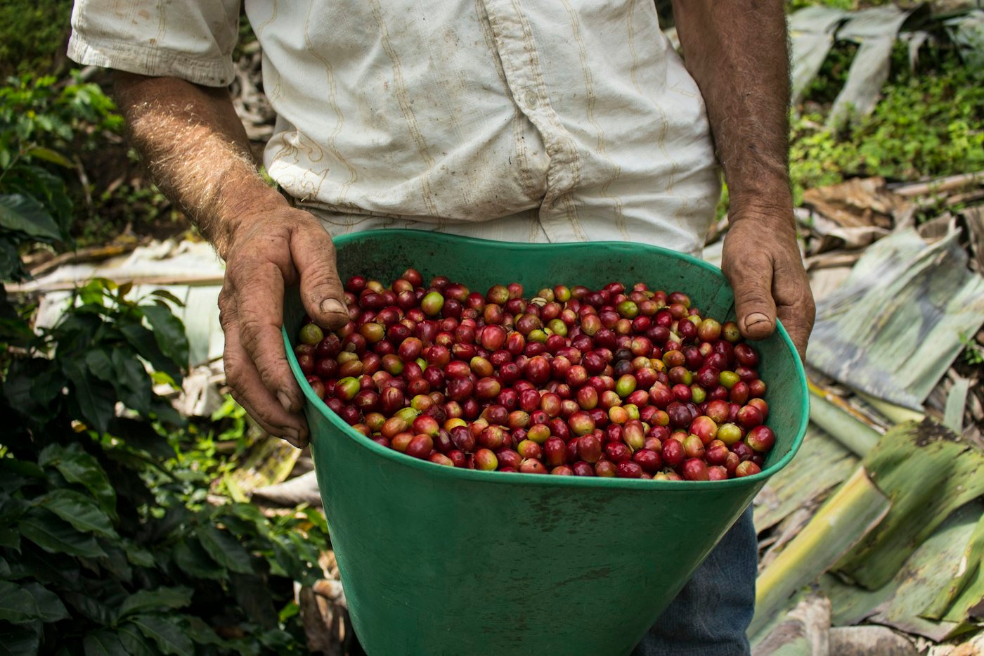 Productor con cerezas de café