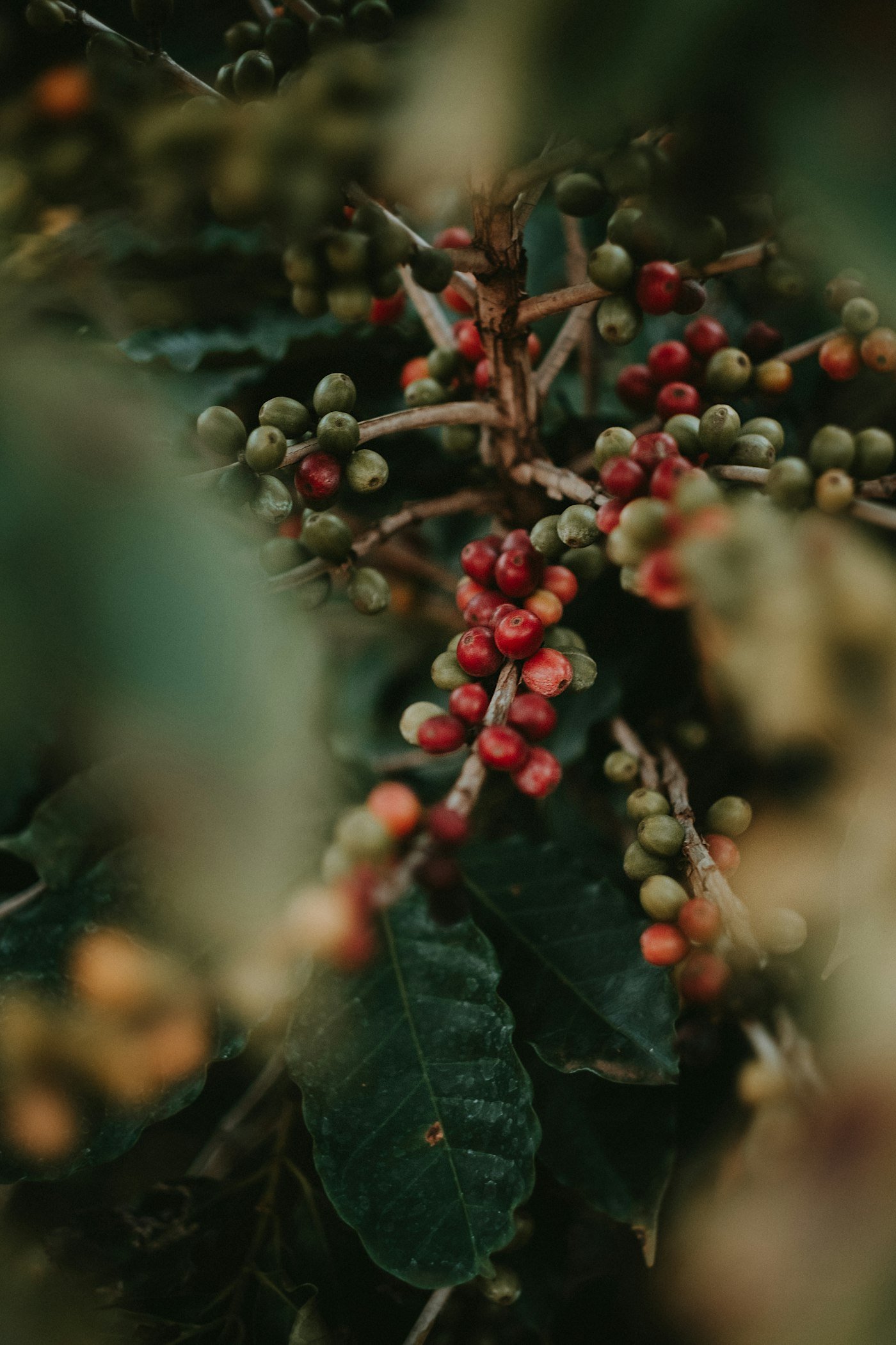 Cerezas de café maduras